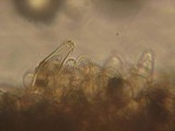Inocybe assimilata image