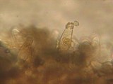 Inocybe assimilata image