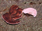 Rhodofomes cajanderi image