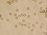 Inocybe assimilata image