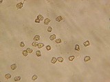 Inocybe assimilata image