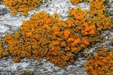 Oxneria fallax image