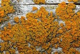 Oxneria fallax image