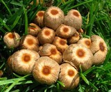 Parasola auricoma image