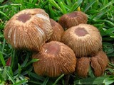Parasola auricoma image