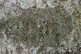 Hyperphyscia syncolla image