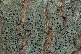 Hyperphyscia syncolla image