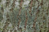 Hyperphyscia syncolla image