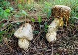 Amanita persicina image