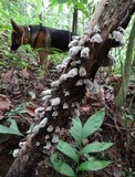 Auricularia nigricans image