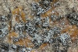 Myriolecis dispersa image