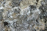Myriolecis dispersa image