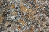 Myriolecis dispersa image