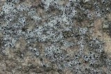 Myriolecis dispersa image