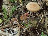 Naucoria escharioides image