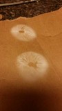Marasmius oreades image