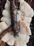 Merulius tremellosus image