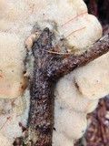 Merulius tremellosus image