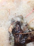 Merulius tremellosus image