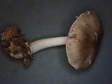 Pluteus primus image