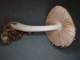 Pluteus primus image