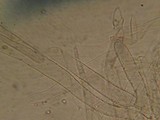 Pluteus primus image