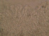 Pluteus primus image
