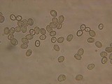 Pluteus primus image