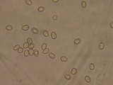Pluteus primus image