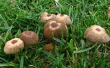 Parasola auricoma image