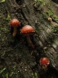 Psathyrella echinata image