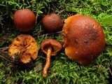 Gymnopilus ferruginosus image