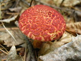 Suillus spraguei image