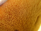 Suillus spraguei image
