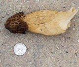 Morchella punctipes image