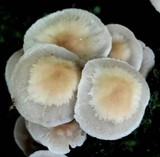 Hypholoma subviride image