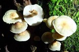 Hypholoma subviride image