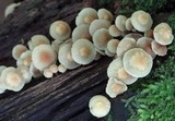 Hypholoma subviride image