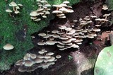 Hypholoma subviride image