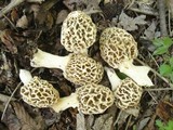 Morchella ulmaria image