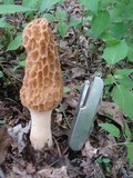 Morchella americana image