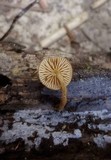 Flammulaster erinaceellus image
