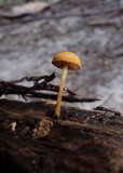 Flammulaster erinaceellus image
