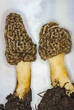 Morchella americana image