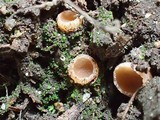Neottiella albocincta image