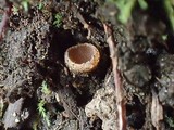 Neottiella albocincta image