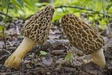 Morchella americana image