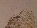Neottiella albocincta image