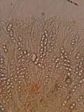 Neottiella albocincta image