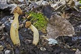 Morchella punctipes image